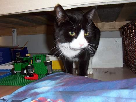 Blanding af racer Vera - vera er på jagt efter sin mus billede 12