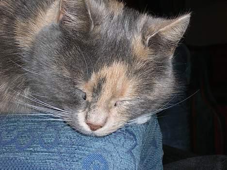 Blanding af racer Fister - min smukke kat billede 1