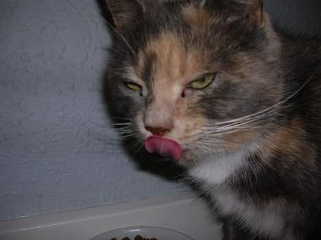 Blanding af racer Fister billede 2