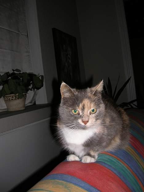 Blanding af racer Fister billede 3