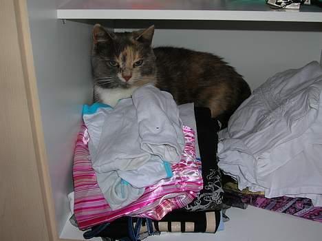 Blanding af racer Fister - her ligger Fister i mit skab Frække kat billede 4