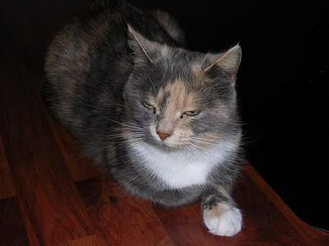 Blanding af racer Fister billede 5