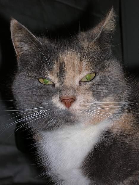 Blanding af racer Fister billede 6