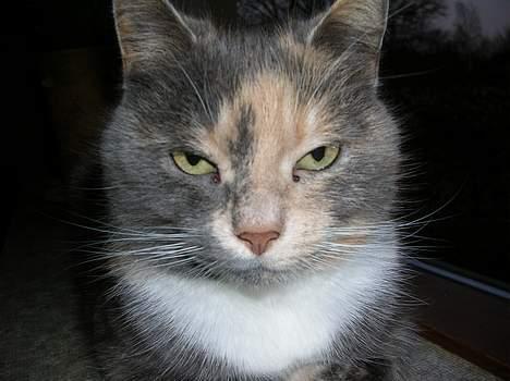 Blanding af racer Fister billede 7