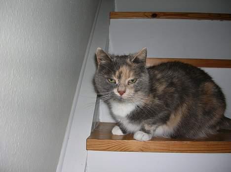 Blanding af racer Fister billede 8