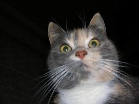 Blanding af racer Fister billede 9