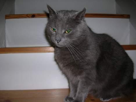 Blanding af racer Pelle - <33333 Pelle mis <333333 billede 1