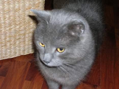 Blanding af racer Pelle - Pelle mis billede 2