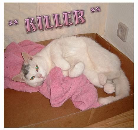 Huskat ** Killer ** (Bortløbet) - DEJLIGE KILLER !!!  billede 1