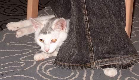 Huskat ** Killer ** (Bortløbet) - KILER I FULD GANG MED AT LEGE MED MINE BUKSER.... billede 2