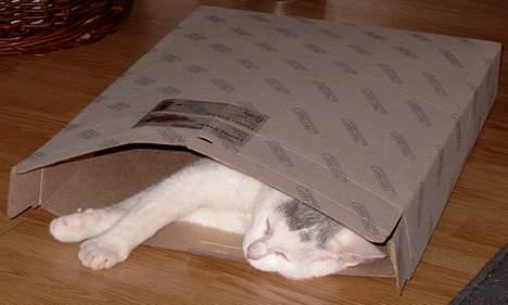 Huskat ** Killer ** (Bortløbet) - KILLER ELSKEDE PAPKASSER... UANSET FORM OG STØRRELSE... billede 3