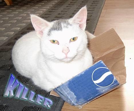 Huskat ** Killer ** (Bortløbet) - KILLER LIGGER I NOGET DER ENGANG HAR VÆRET EN PEPSIKASSE... billede 4