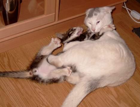 Huskat ** Killer ** (Bortløbet) - KILLER I FULD GANG MED AT TÆVE SIN AFDØDE LILLEBROR KILO... billede 5