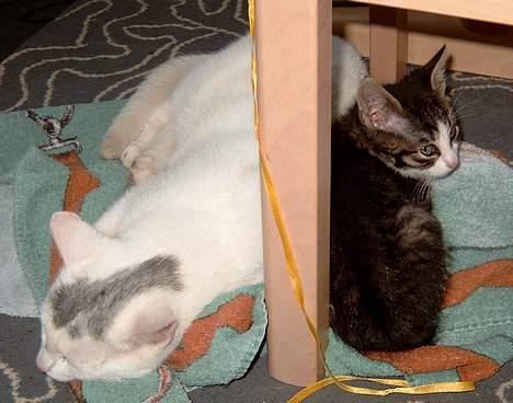 Huskat ** Killer ** (Bortløbet) - KILLER PUTTER SAMMEN MED SIN AFDØDE LILLEBROR KILO... billede 6