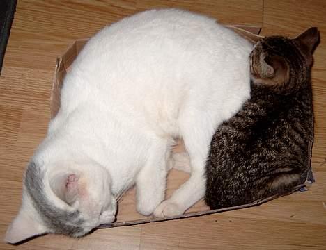 Huskat ** Killer ** (Bortløbet) - KILLER OG HANS LILLEBROR KAMPVOGN, SOM OGSÅ ELSKER PAPKASSER... billede 7