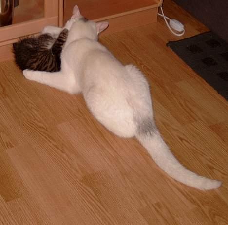 Huskat ** Killer ** (Bortløbet) - KILLER TÆVER SIN AFDØDE LILLEBROR KILO... billede 8