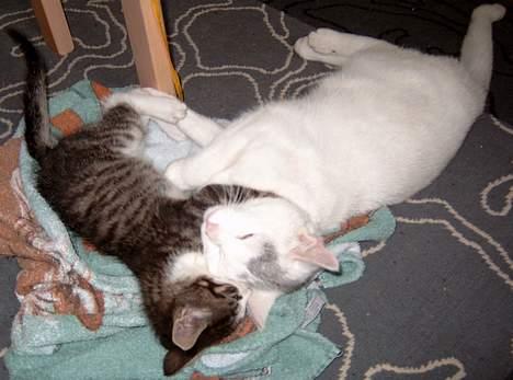 Huskat ** Killer ** (Bortløbet) - KILLER FÅR ET KNUS AF SIN AFDØDE LILLEBROR KILO... billede 9