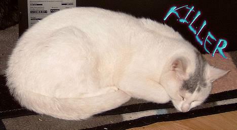 Huskat ** Killer ** (Bortløbet) - KØNNE, KØNNE KILLER... billede 10