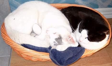 Huskat ** Killer ** (Bortløbet) - KILLER OG HANS ELSKEDE BROR KENZO PUTTER I DEN LILLE KURV... billede 11