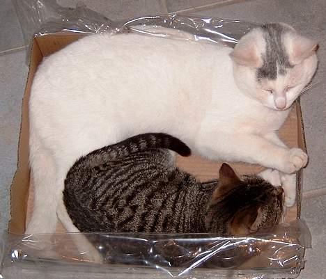 Huskat ** Killer ** (Bortløbet) - KILLER OG KAMPVOGN - DE TO PAPKASSE-ELSKERE... billede 12