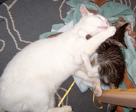 Huskat ** Killer ** (Bortløbet) - KILLER OG HANS AFDØDE LILLEBROR KILO TUMLER... billede 13