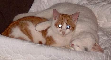 Huskat ** Killer ** (Bortløbet) - KILLER SOVER FOR EN GANGS SKYLD PÅ SOFAEN - HER SAMMEN MED SIN AFDØDE LILLEBROR KAMPARI... billede 14