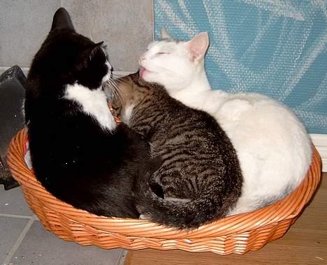 Huskat ** Killer ** (Bortløbet) - KENZO, KAMPVOGN OG KILLER PUTTER I DERES MEGET ELSKEDE, MEN LILLE KURV... billede 15