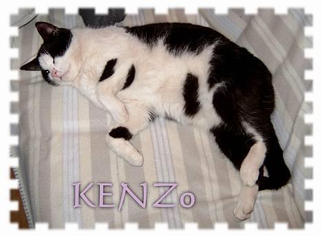 Huskat *** Kenzo *** (Død) billede 11