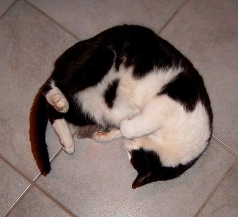 Huskat *** Kenzo *** (Død) - KENZO TAGET PÅ FAST GERNING MIDT I EN LEG... billede 16