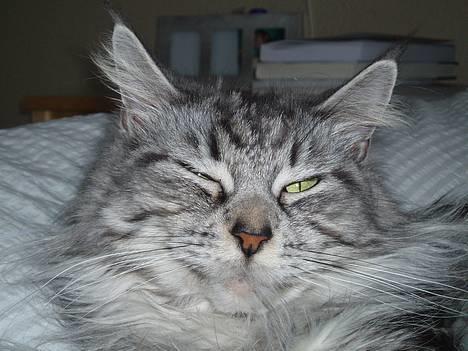 Maine Coon Zille - "Hmm se lige hvor smuk jeg er.." billede 1