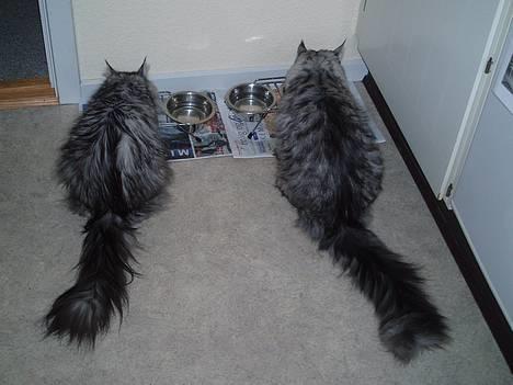 Maine Coon Zille - "Jeg er lidt mindre end Omally" billede 2