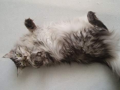 Maine Coon Zille - "Ahh.. godte godte.. Jeg elsker at ligge i mor og fars seng, her er så hyggeligt" billede 3