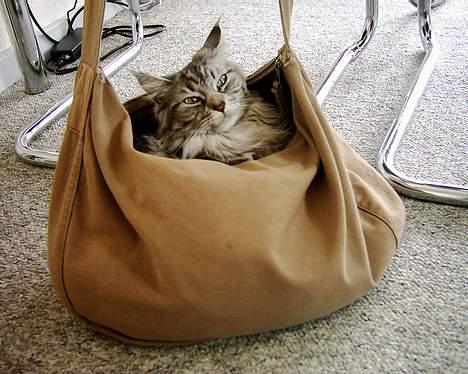 Maine Coon Zille - "Mors taske er sååå stor og her er da også meget hyggeligt.." billede 4