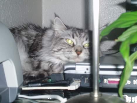 Maine Coon Zille - "huuha det er hårdt at være missekat" billede 5