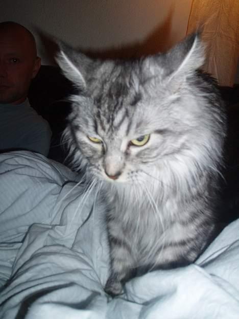 Maine Coon Zille - "Jeg er bare sød, smuk og yderst dejlig" billede 6