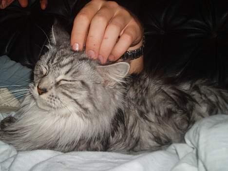 Maine Coon Zille - "ja ja lige der, nej lidt til venstre nej nej der..." billede 7