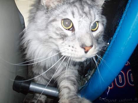 Maine Coon Omally - "luske, luske hvor mon Zille er.." 2005 billede 4