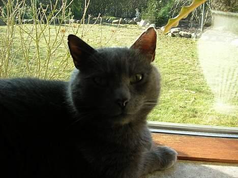 Blanding af racer Pelle - her er min bølle billede 3