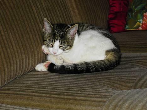 Blanding af racer gismo billede 1