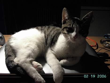 Blanding af racer gismo billede 2