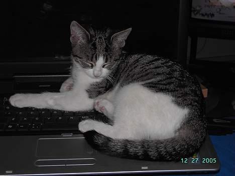 Blanding af racer gismo billede 3