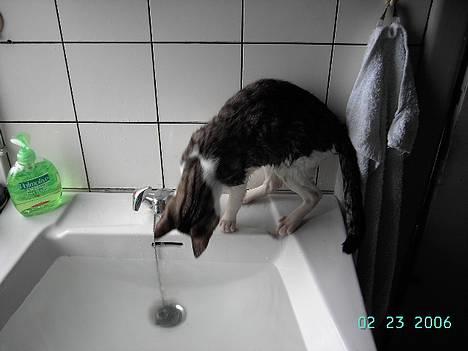 Blanding af racer gismo billede 4