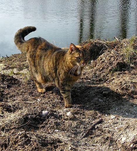 Huskat Miis (: - ´ Hej og velkommen hos mig ´ :b © Kristine Licht (mig) billede 1