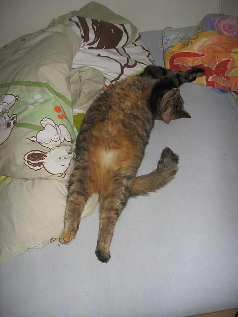 Huskat Miis (: - ´ arh afslapning efter en lang dag ´ (o: © Kristine Licht (mig) billede 2