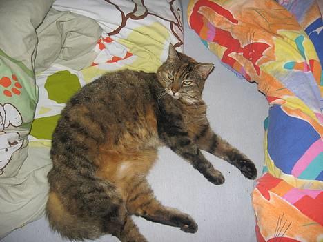 Huskat Miis (: - ´ Hvad ? Synes du JEG er tyk ?! xD © Kristine Licht (mig) billede 3