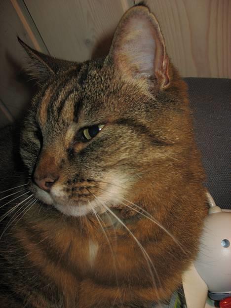 Huskat Miis (: - er jeg ikke lækker (: ? © Kristine Licht (mig) billede 4