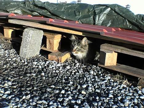 Maine Coon Stitce billede 4