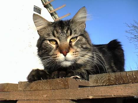 Maine Coon nemo billede 1