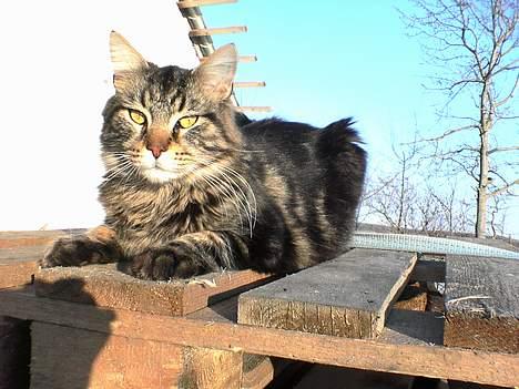 Maine Coon nemo billede 2
