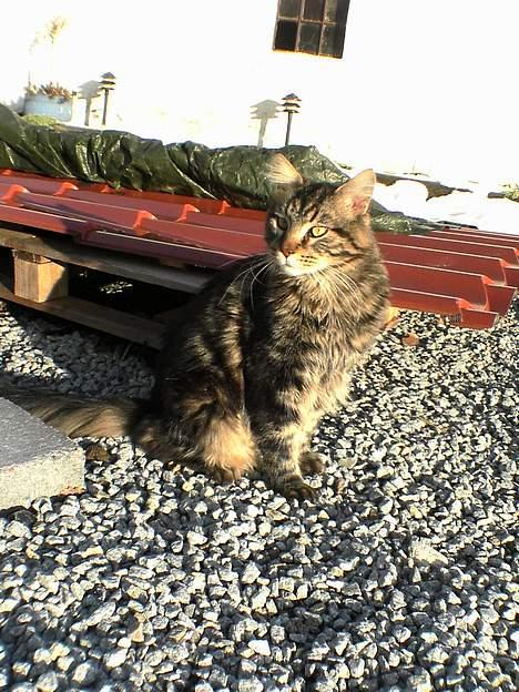 Maine Coon nemo billede 3